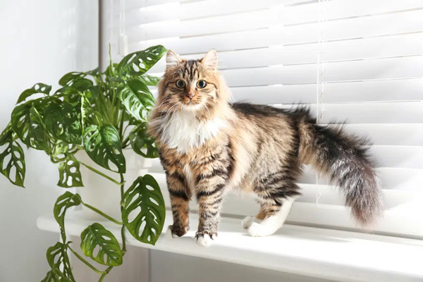 یک گربه در کنار گیاه برگ انجیری