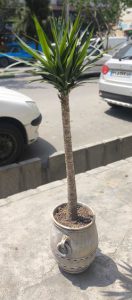 یوکا با گلدان پتینه